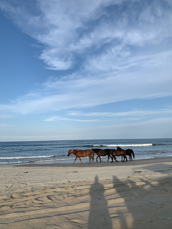 49866114843 4264Fa3e1f C