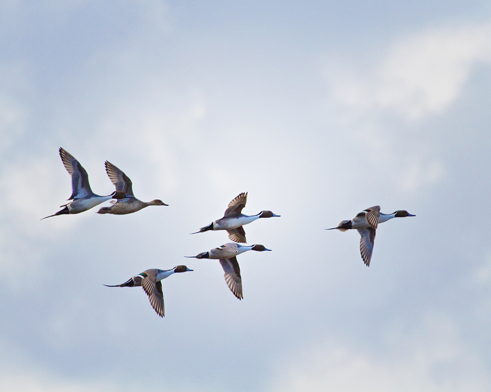 Birding on the Outer Banks