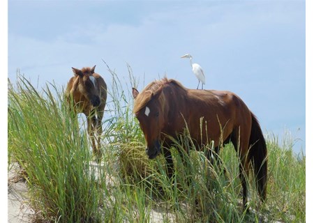 Wild Horse Adventure Tours Horses